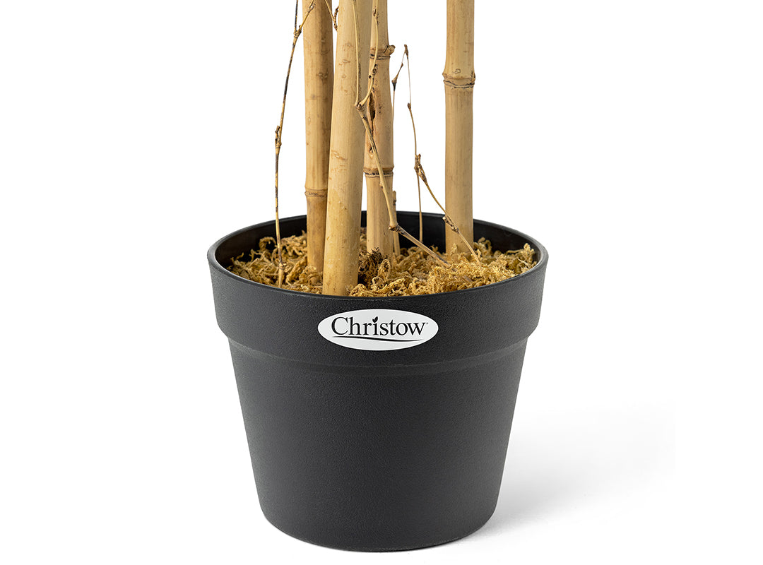 Pre-Potted for Stability