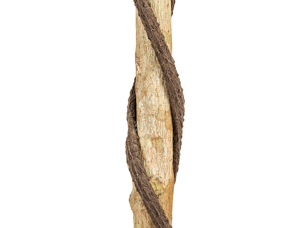 Double-Twisted Trunk