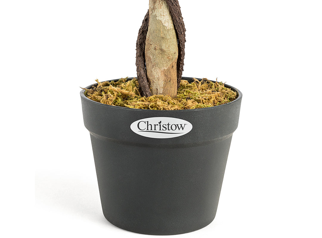 Pre-Potted for Stability