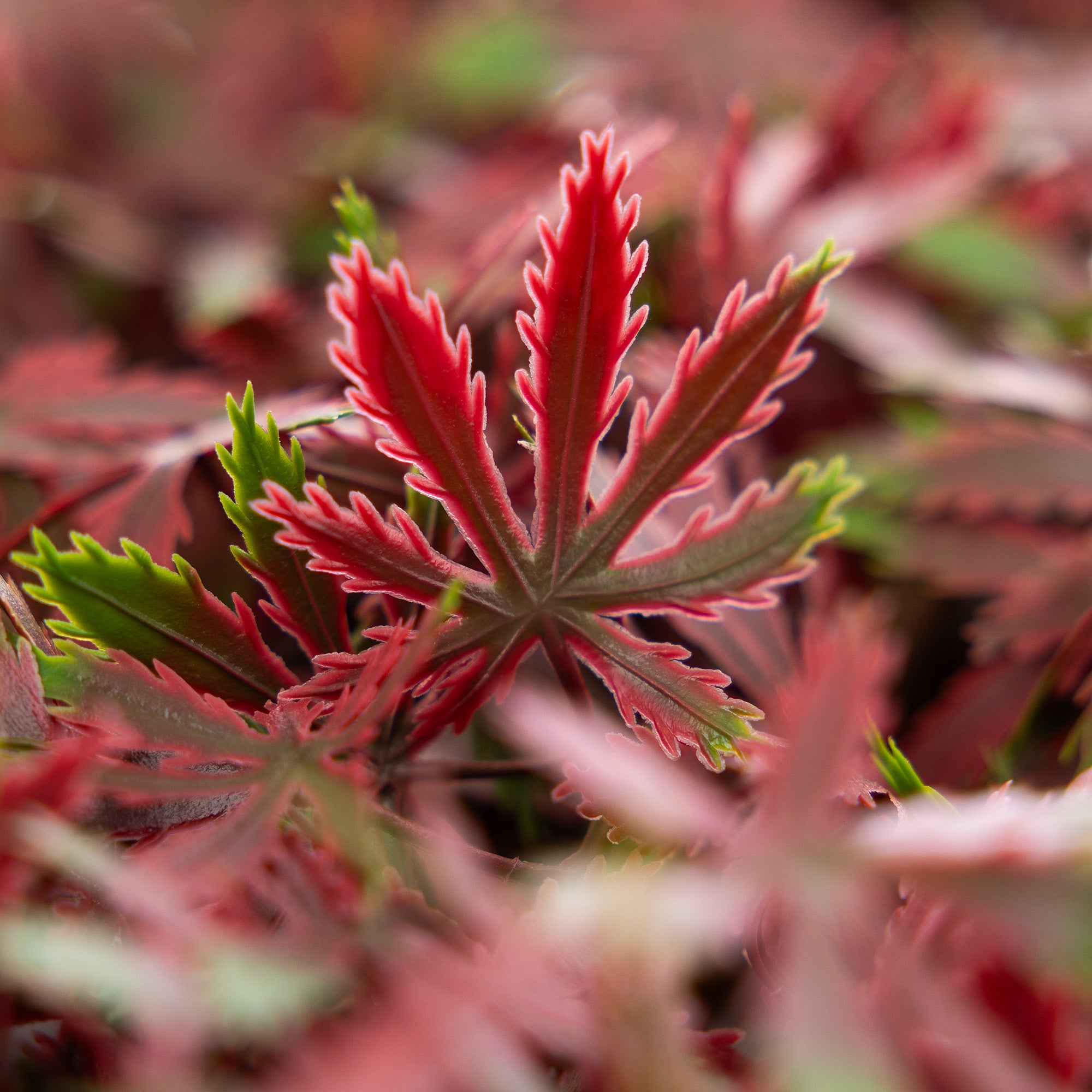 Artificial Red Acer Trellis (1m x 2m)