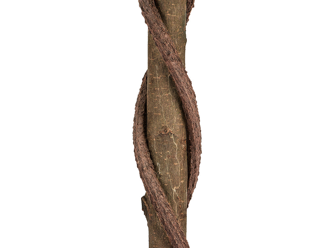 Natural Wood Trunk
