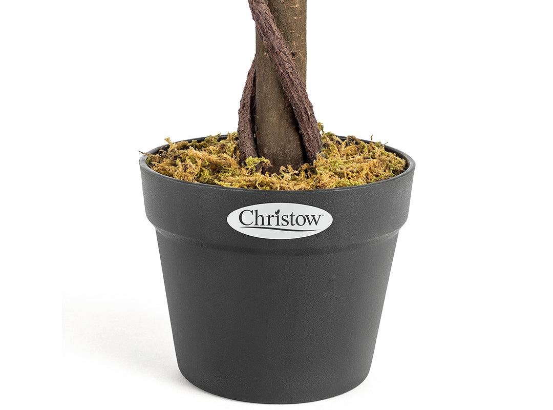 Pre-Potted for Stability