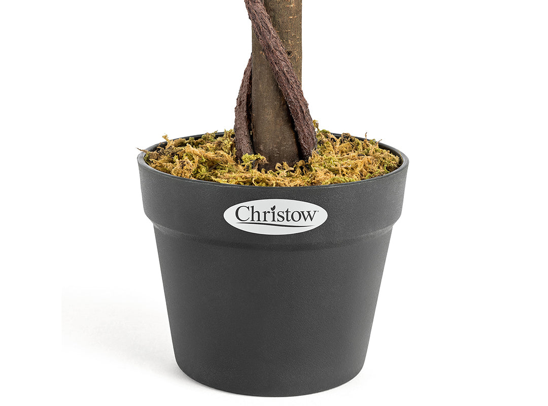 Pre-Potted for Stability